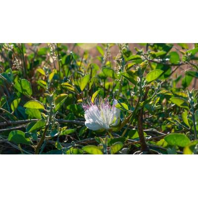 La planta que se consume encurtida y es un potente antioxidante y antiinflamatorio