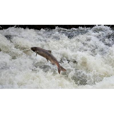 El 'Lehenbiziko' no se podrá pescar este año por el bajo número de salmones