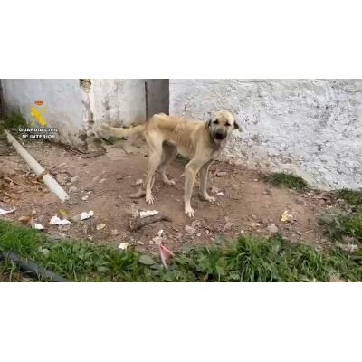 Rescatan a varios perros en estado crítico en una finca de Málaga y hallan el cadáver de otro en una bolsa