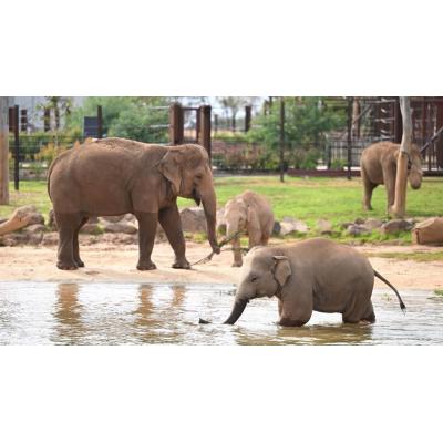 Investigan a un hombre por deshacerse del cuerpo de su mujer en un zoo