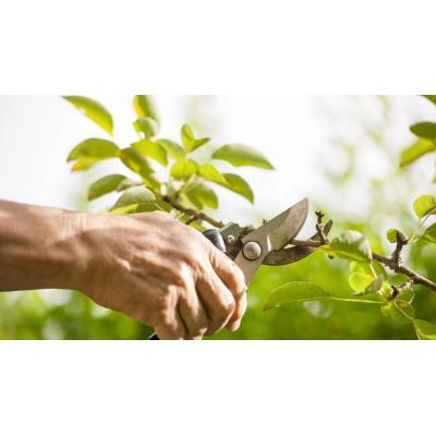 Conceden la incapacidad permanente total a un jardinero con fibromialgia