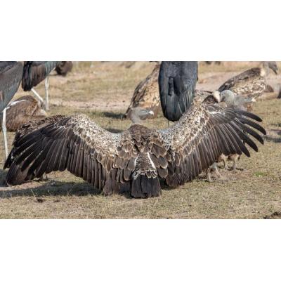 Decenas de buitres acaban con un potrillo en minutos