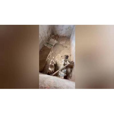 Imágenes del rescate de dos cachorros de mastín abandonados en Fitero