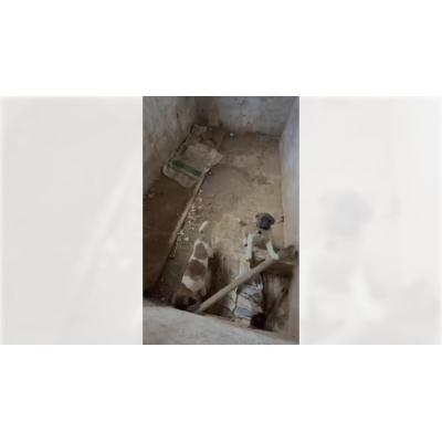 Rescatados dos cachorros de mastín en condiciones precarias en una instalación decadente en Fitero