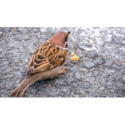 Coitus prohibitivus