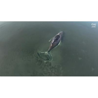 Liberada la ballena que quedó encallada en la costa alemana del mar Báltico en marzo