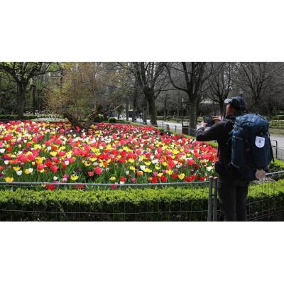 Tiempo de flores