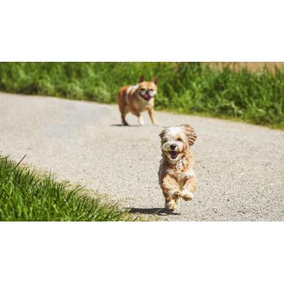 ¿Se sobrevacuna a las mascotas? Las recuerdos vacunales pueden relajarse si hay inmunidad