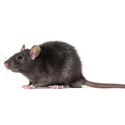 Mueren tres personas por hantavirus en un crucero de lujo que partió desde Argentina hacia Canarias