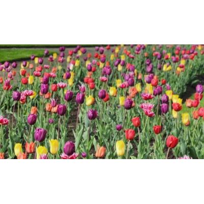 El Ayuntamiento de Pamplona se suma al festival sobre jardinería sostenible ‘Aoiz en flor’