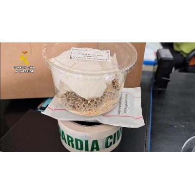 Interceptado el envío irregular de una serpiente desde Málaga a Navarra a través de una empresa de paquetería