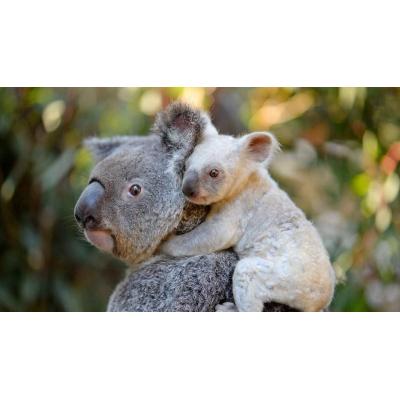El koala tiene sed: Australia descubre cómo el calor extremo afecta al icono del país