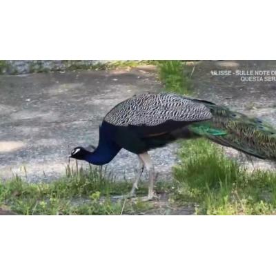 Una invasión de pavos reales 'coloniza' un pueblo italiano (y las redes sociales)
