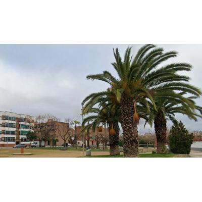 Muere tiroteado en Villanueva de la Serena el cantaor flamenco Matías de Paula