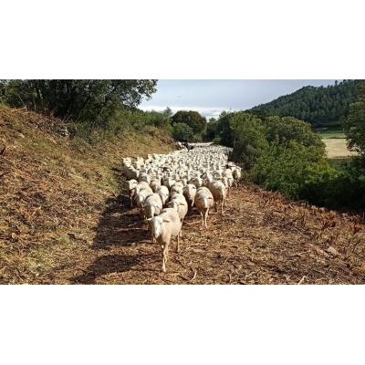 Convocatoria de ayudas para conservar los recursos genéticos de las razas autóctonas de Navarra