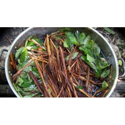 Un estudio respalda los efectos terapéuticos de un componente de la ayahuasca en modelos preclínicos de Parkinson