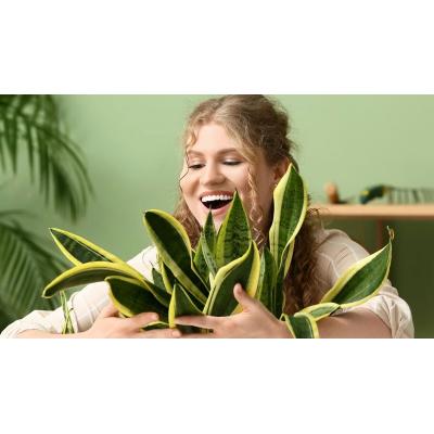 Por qué hablar a las plantas las hace crecer más sanas