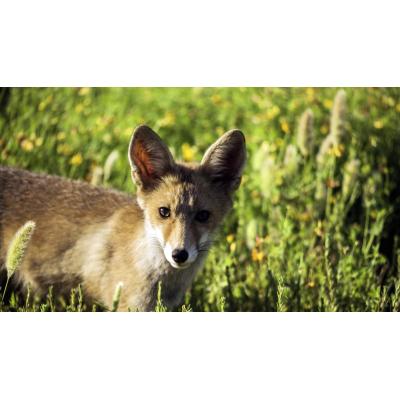 'Ekomiradas: la naturaleza a través de tus ojos', III concurso de fotografía de CPAEN/NNPEK