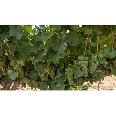 Rioja ya tiene sus normas para la vendimia 2026: máximo de 5.850 kg/ha para tintas y de 9.000 para blancas