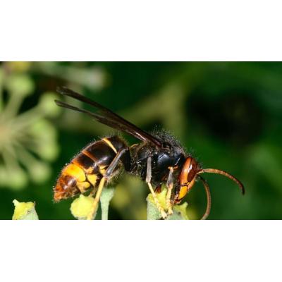 Un estudio descarta un aumento de la mortalidad vinculado a las picaduras de la avispa asiática en España