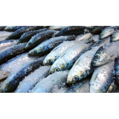 ¿Pescado en pescadería o en bandeja? La OCU compara precios