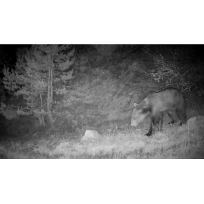Nuevas indemnizaciones por ataque de oso en Navarra: más altas si se adoptan medidas de protección
