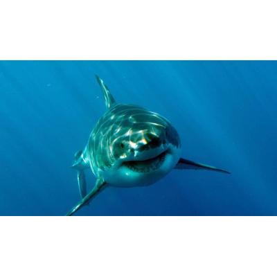 Muere un hombre tras ser atacado por un tiburón en Australia