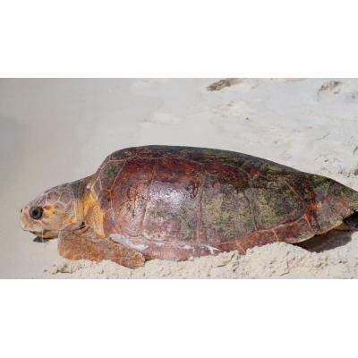 Ecologistas alertan del aumento de varamientos de tortugas marinas en el Estrecho