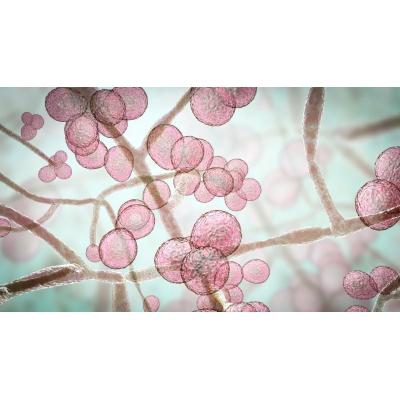Identifican un mecanismo de activación del sistema inmune que ayuda a entender mejor la preparación frente a infecciones
