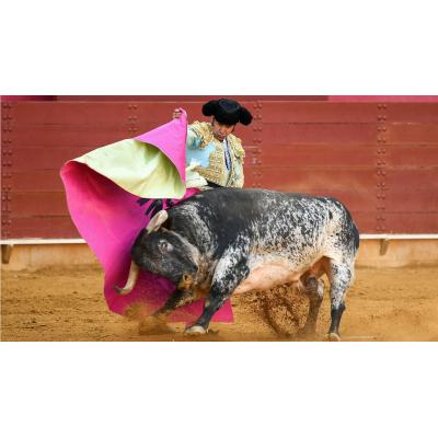 Morante de la Puebla toreará tres veces muy cerca de Navarra… y estas son las plazas