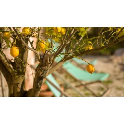 5 árboles frutales pequeños que puedes plantar en tu jardín sin miedo a que el suelo se levante
