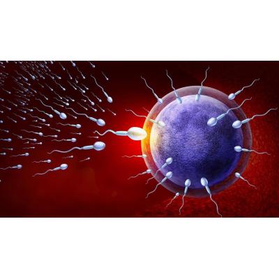 Identifican una proteína clave en el declive de la fertilidad masculina con la edad