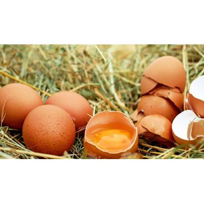 Navarra registra 126 casos de salmonelosis en lo que va de 2026, más del doble de lo habitual