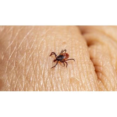 Salud Pública pide precaución ante la proliferación de garrapatas