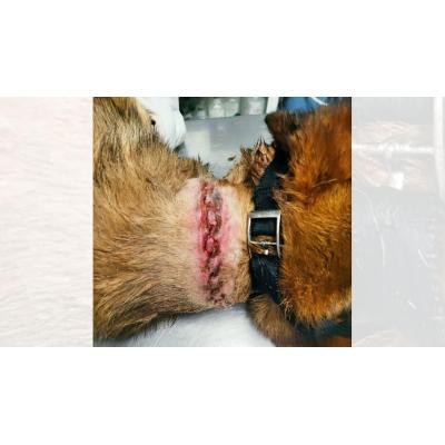 Investigados un hombre y una mujer en la Merindad de Sangüesa por maltrato a su perro