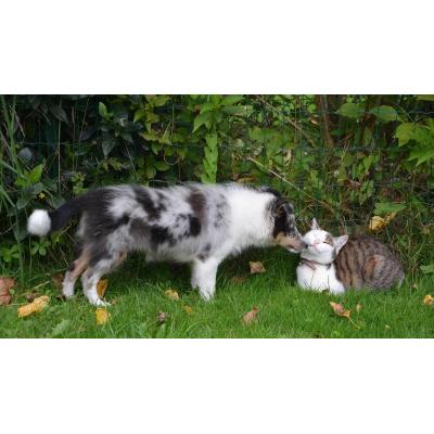 ¿Perros y gatos juntos? Así se le da la vuelta al refrán