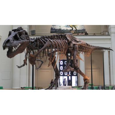 Desvelan por qué los dinosaurios carnívoros como el Tyrannosaurus rex desarrollaron brazos diminutos