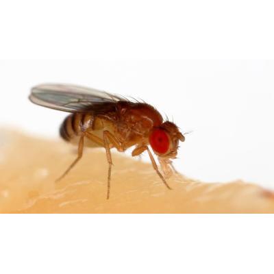 Un estudio en moscas revela cómo algunos tumores eliminan células sanas vecinas para crecer