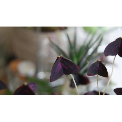 La planta morada con forma de mariposa que se cuida fácilmente y se puede tener tanto en interior como en exterior