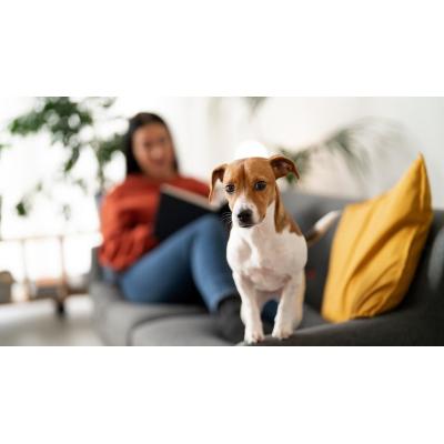 En Navarra hay más de 190.000 animales de compañía, casi la mitad de ellos perros