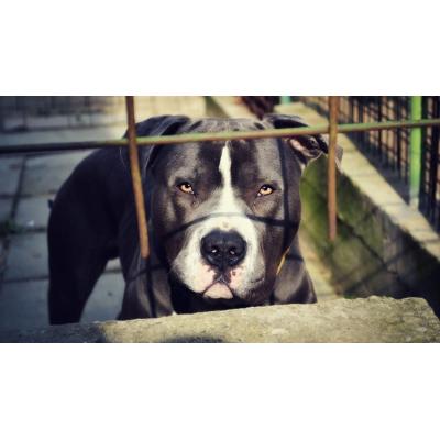 Un perro arranca parte de una oreja a una mujer y hiere a tres personas más en Elda
