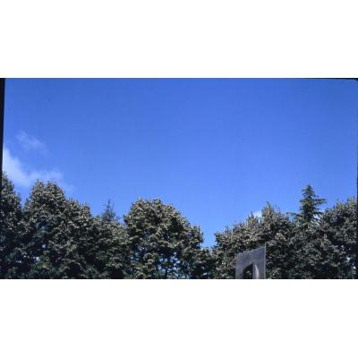 ¿Qué árbol es el causante estos días de un embriagador olor en las avenidas de Pamplona?