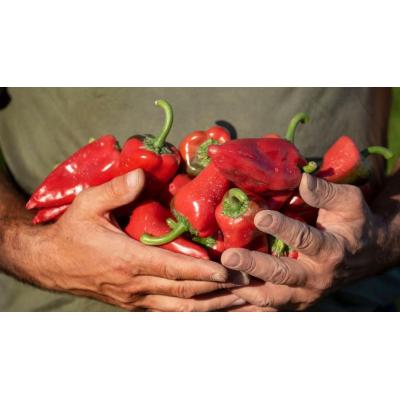 La DOP Piquillo de Lodosa encara la recta final de la plantación tras una pausa por la ola de calor
