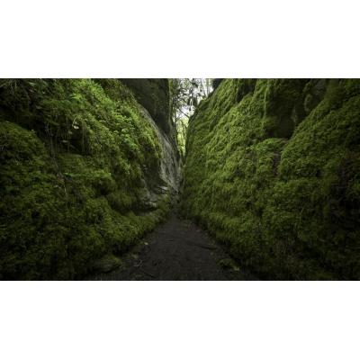 La espectacular ruta por la desconocida "selva tropical" de Navarra