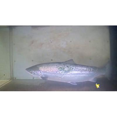 IA en el reconocimiento de imágenes para el control del salmón y otras especies en el Bidasoa